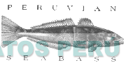 PERUVIAN SEABASS