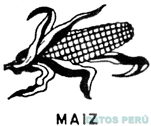 MAIZ