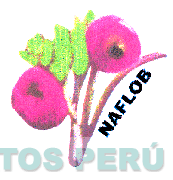 NAFLOB