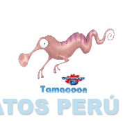 OLOCOONS O2 TAMACOON