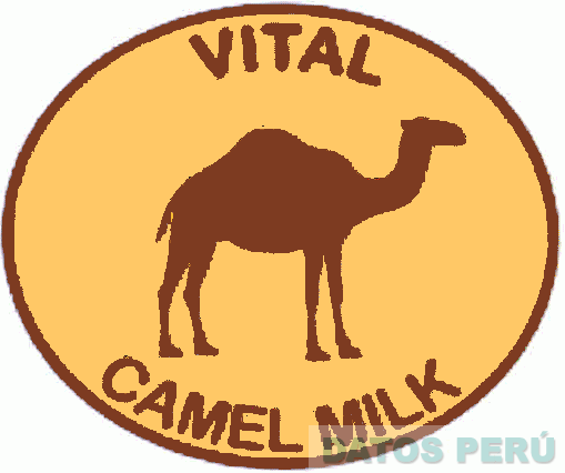 VITAL CAMEL MILK