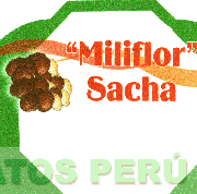 MILIFLOR SACHA
