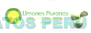 LIMONES PIURANOS LIMON SUTIL VARIEDAD PICA PERU