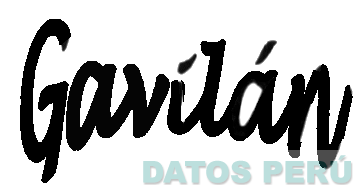GAVILAN