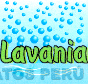 LAVANIA