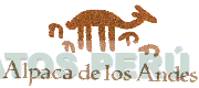 ALPACA DE LOS ANDES