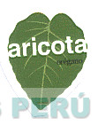 ARICOTA OREGANO