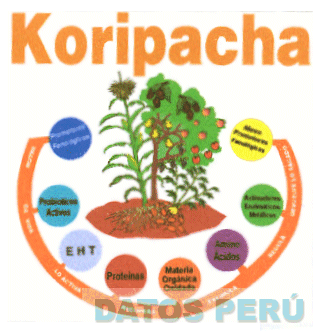 KORIPACHA