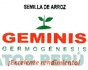 SEMILLA DE ARROZ GEMINIS GERMOGÉNESIS ¡EXCELENTE RENDIMIENTO!