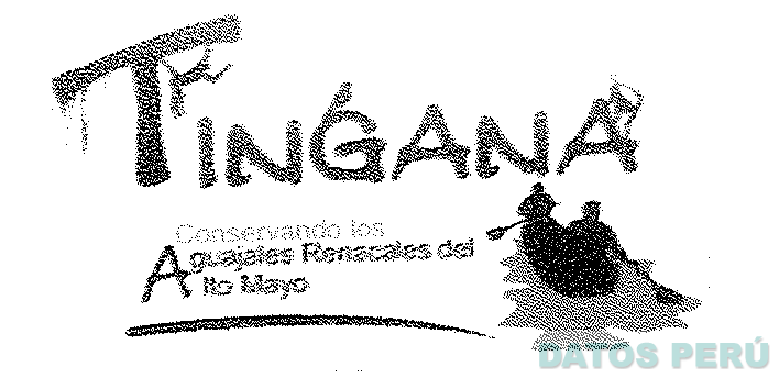 TINGANA CONSERVANDO LOS AGUAJALES RENACALES DE ALTO MAYO