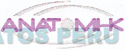 ANATOMI-K