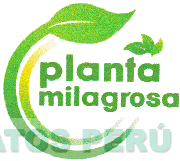 PLANTA MILAGROSA