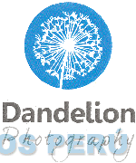 DANDELION PHOTOGRAPHY