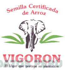 SEMILLA CERTIFICADA DE ARROZ VIGORON EL VIGOR QUE PROTEGE SU PLANTACIÓN