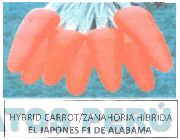 HYBRID CARROT/ZANAHORIA HÍBRIDA EL JAPONES F1 DE ALABAMA