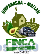 QUIPARACRA - MALLAN AVOCADO FINCA MALLAN PASCO - PERÚ