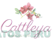 CATTLEYA BOUQUET & FLORES