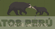 CONSERVACIÓN DEL OSO DE ANTEOJOS